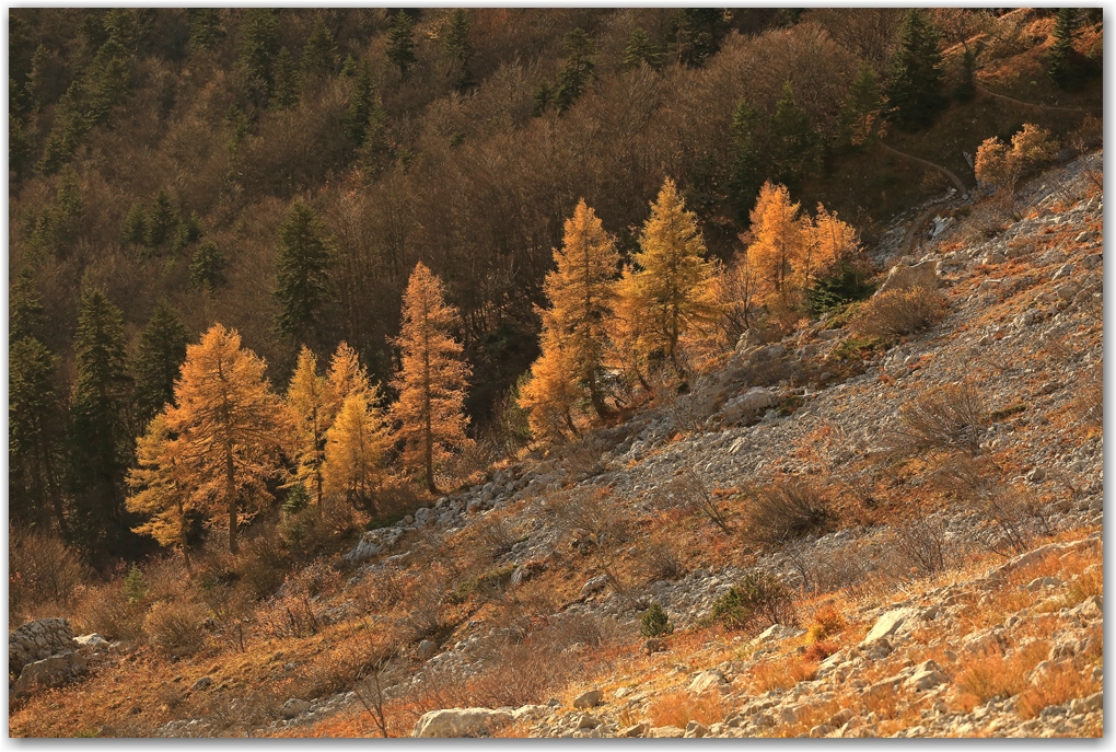 automne en or