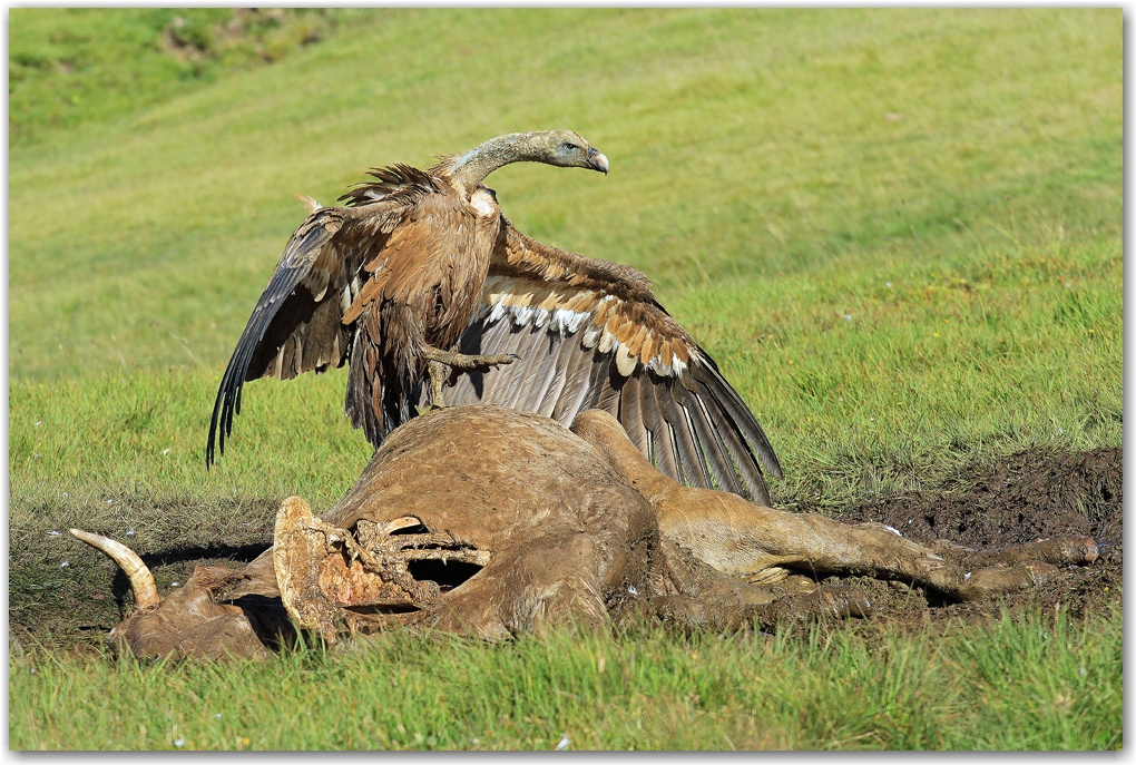 les rapaces des Pyrénées