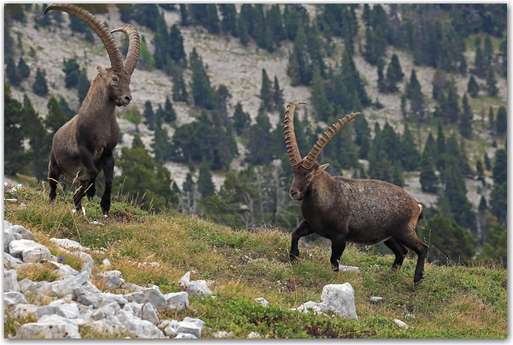 bouquetins du Vercors