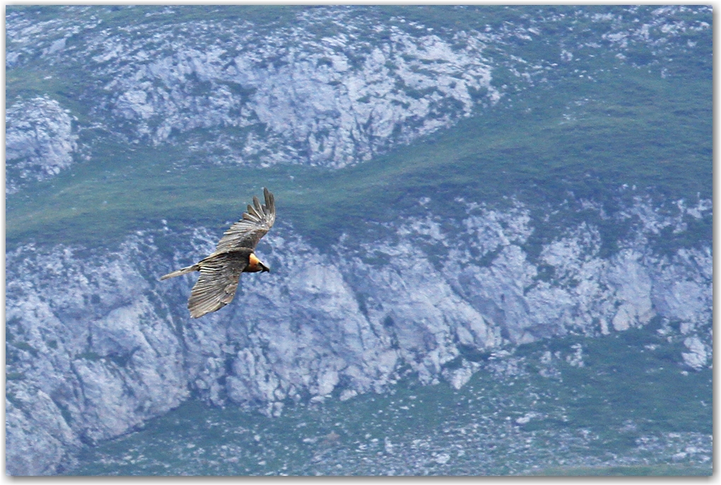 les rapaces des Pyrénées