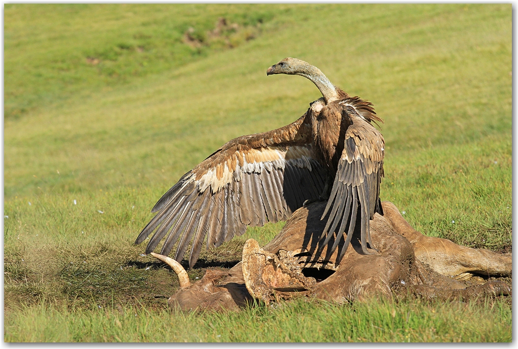 les rapaces des Pyrénées