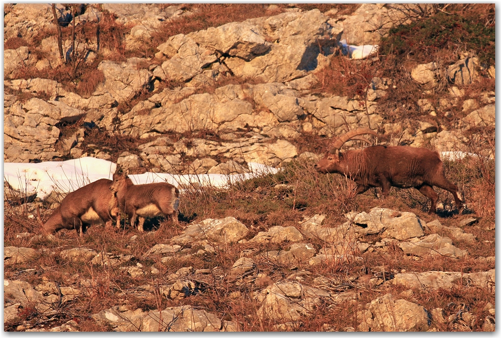 biodiversité dans le Vercors