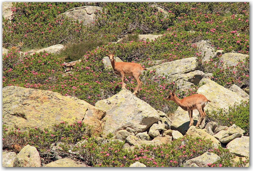 les pyrénées