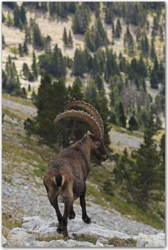 bouquetins du Vercors