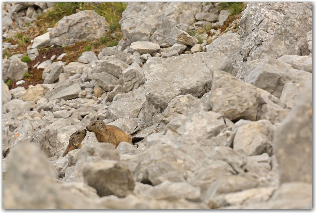 rencontres estivales