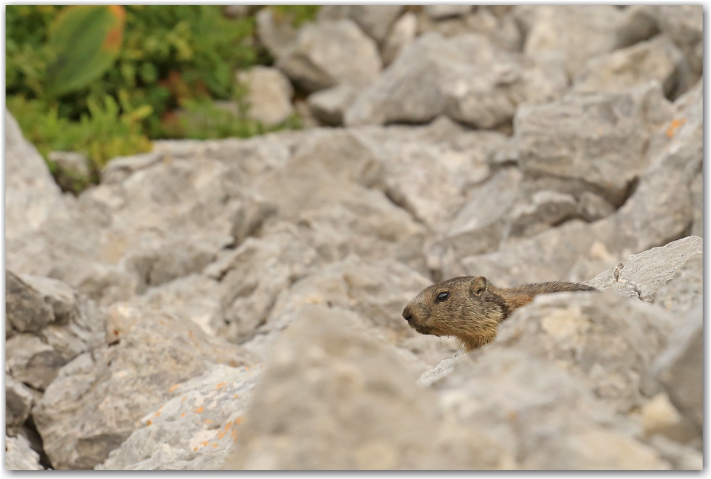 rencontres estivales
