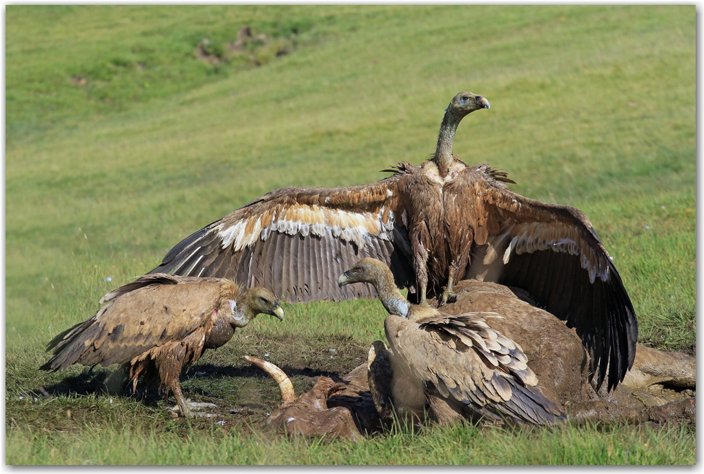 les rapaces des Pyrénées