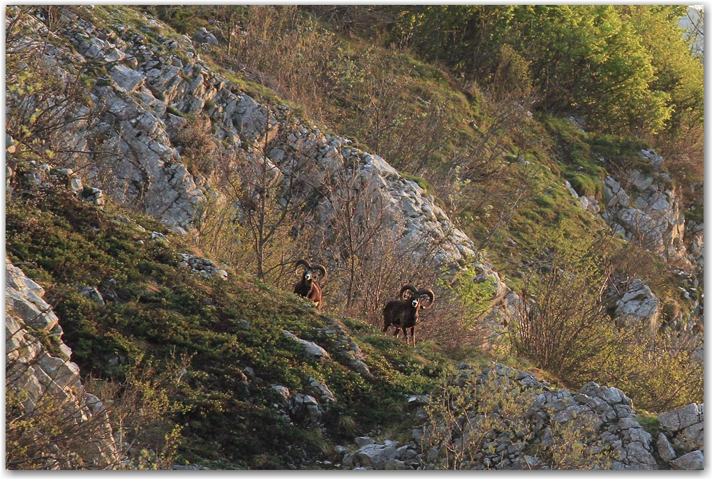 nuage et faune du vercors...
