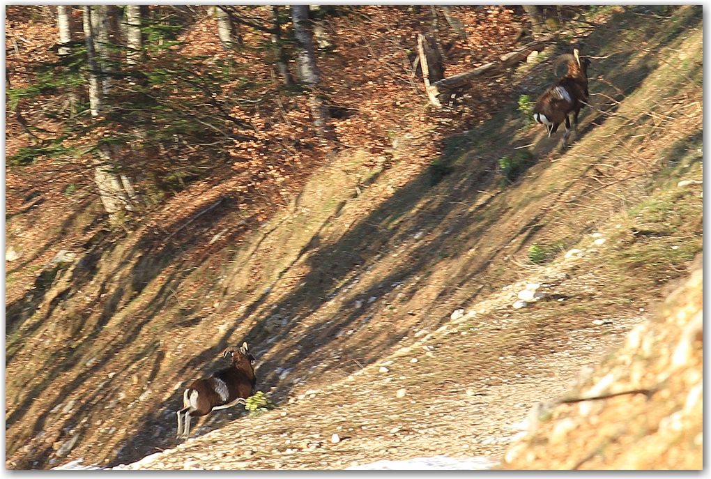 rencontre dans le Vercors