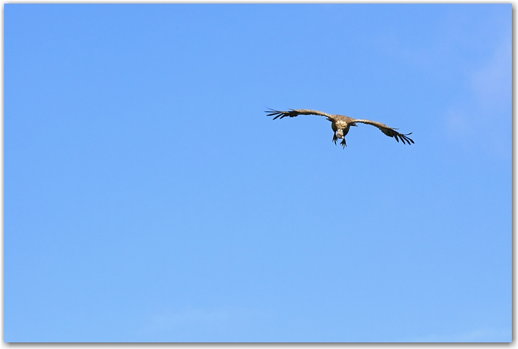 les rapaces des Pyrénées