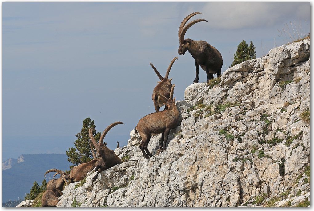 bouquetins du Vercors