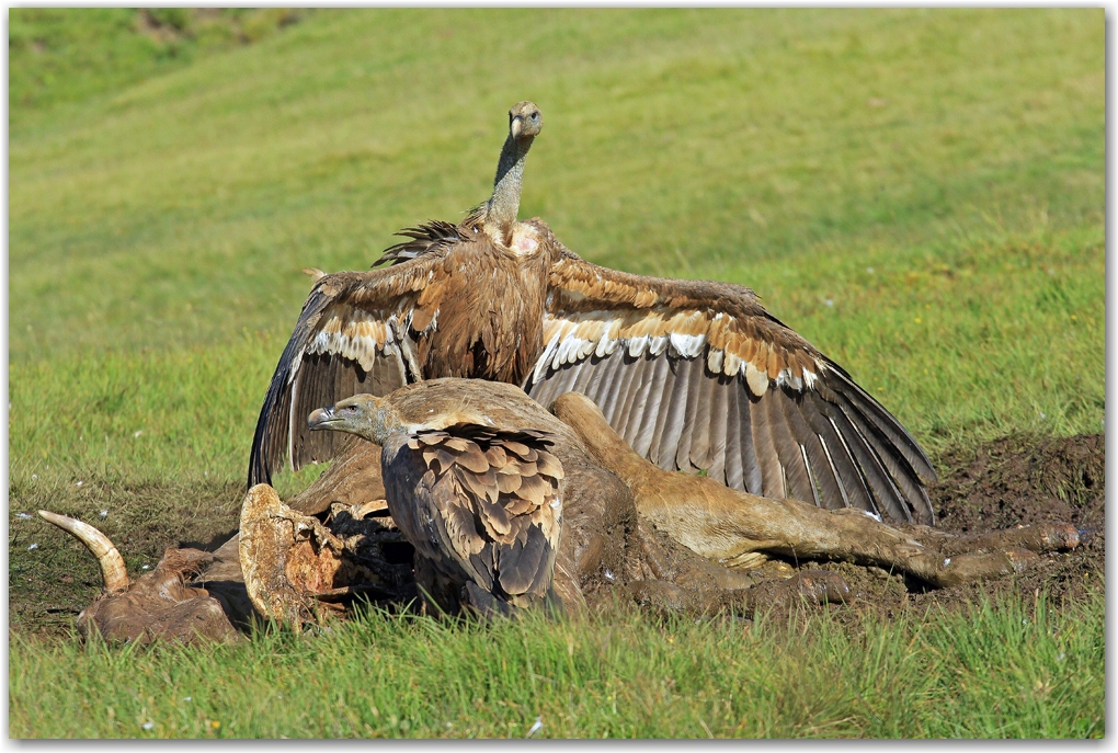 les rapaces des Pyrénées