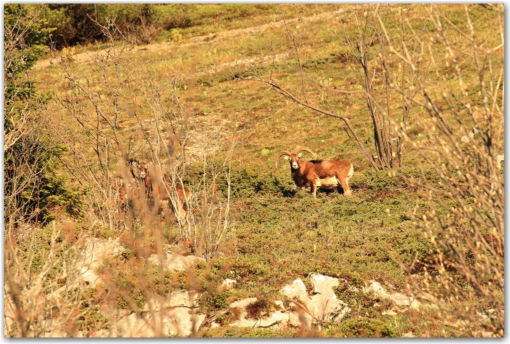 faune du Vercors