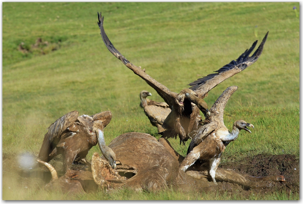 les rapaces des Pyrénées