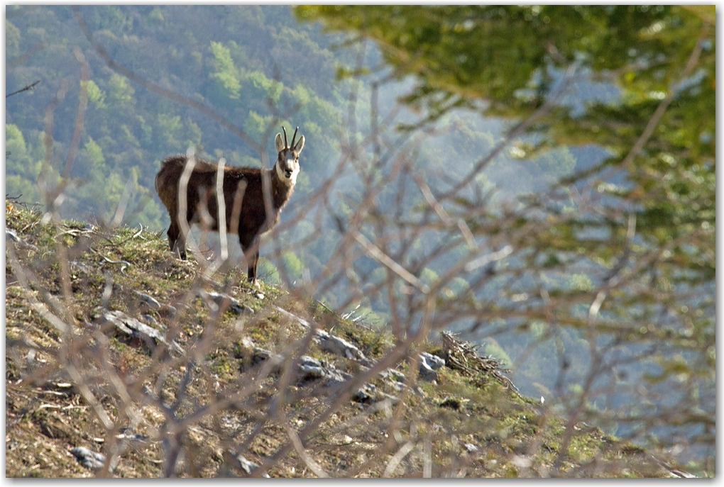 la faune du Vercors