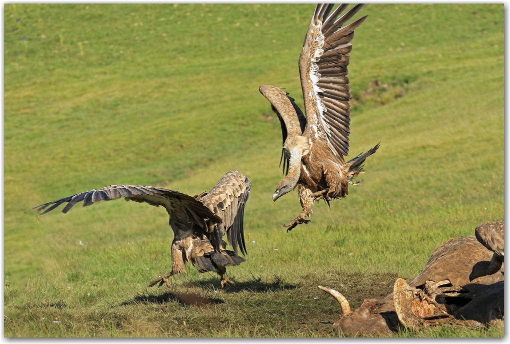 les rapaces des Pyrénées