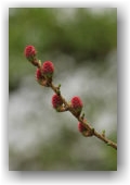 fleurs de mélèze