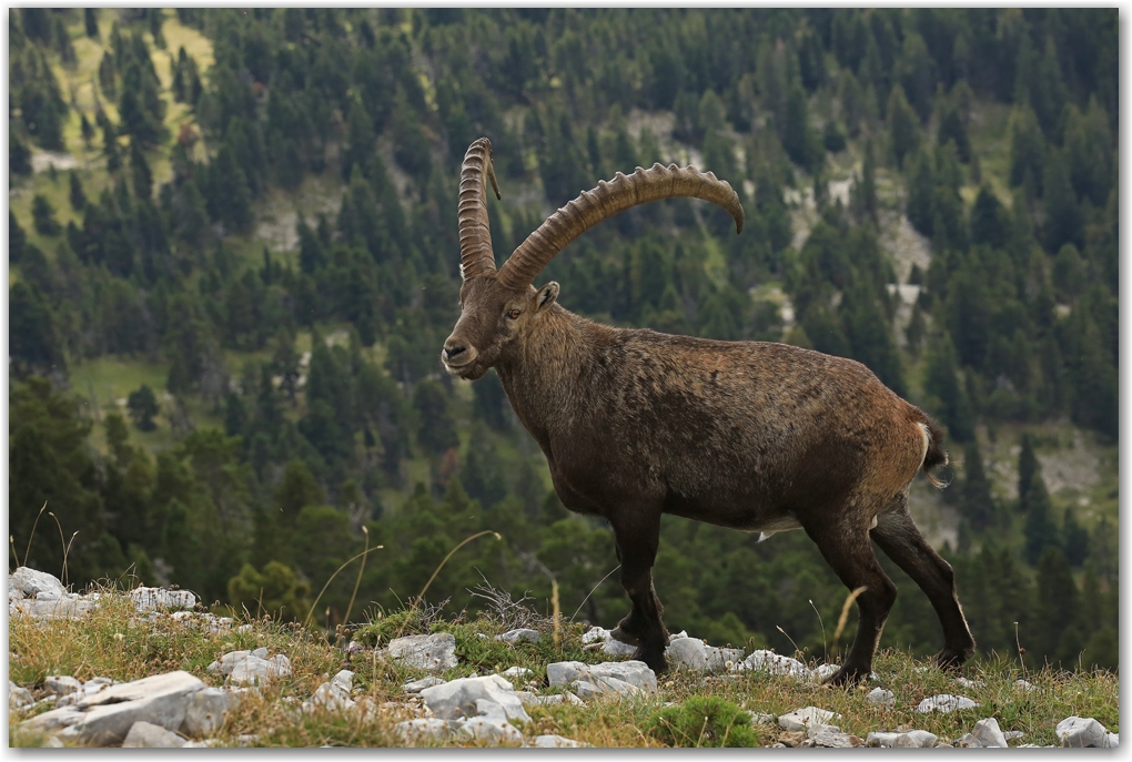 bouquetins du Vercors