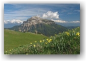 jonquilles devant Chamechaude