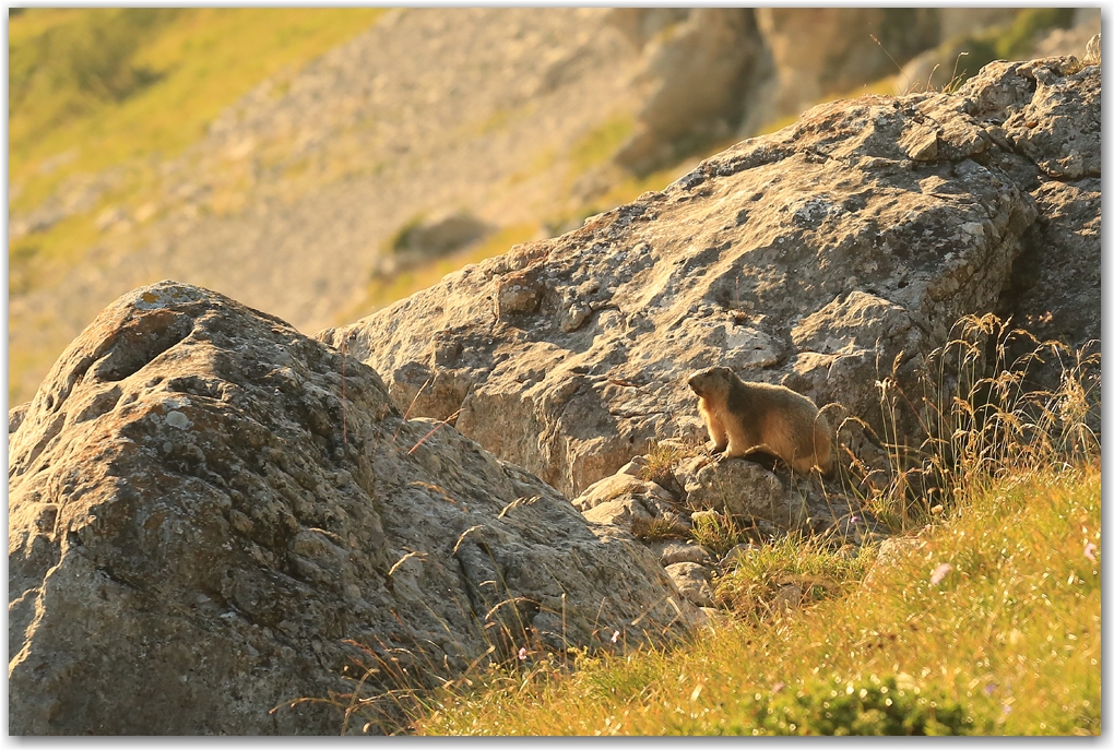 mouflons au balcon