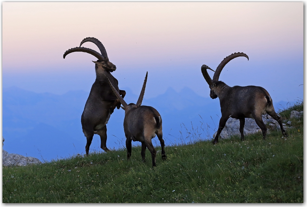 rencontres estivales