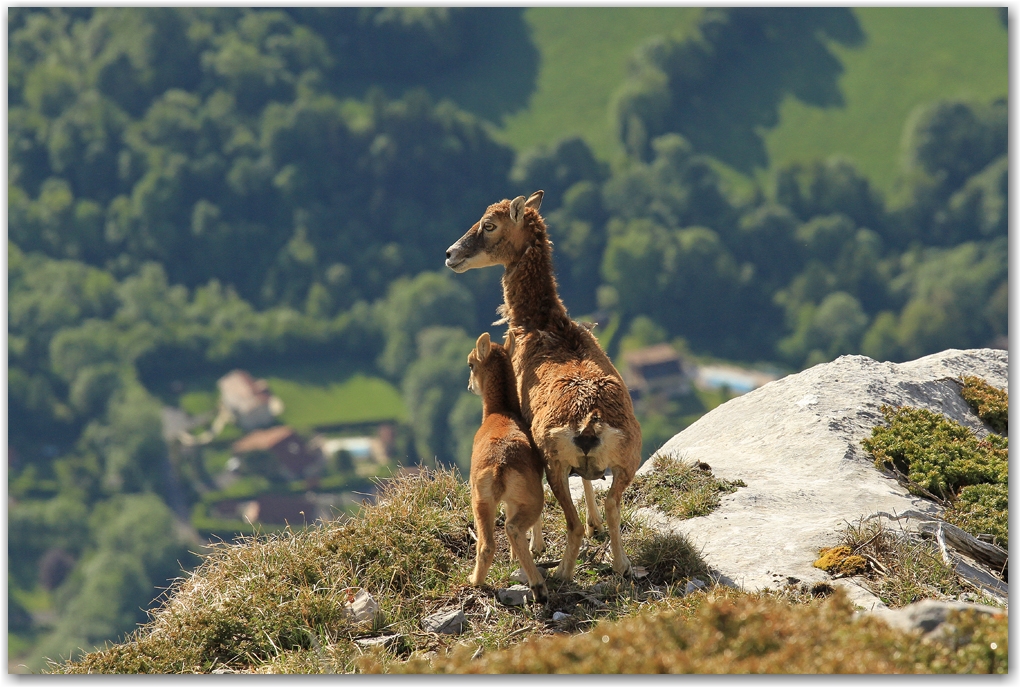 faune du Vercors