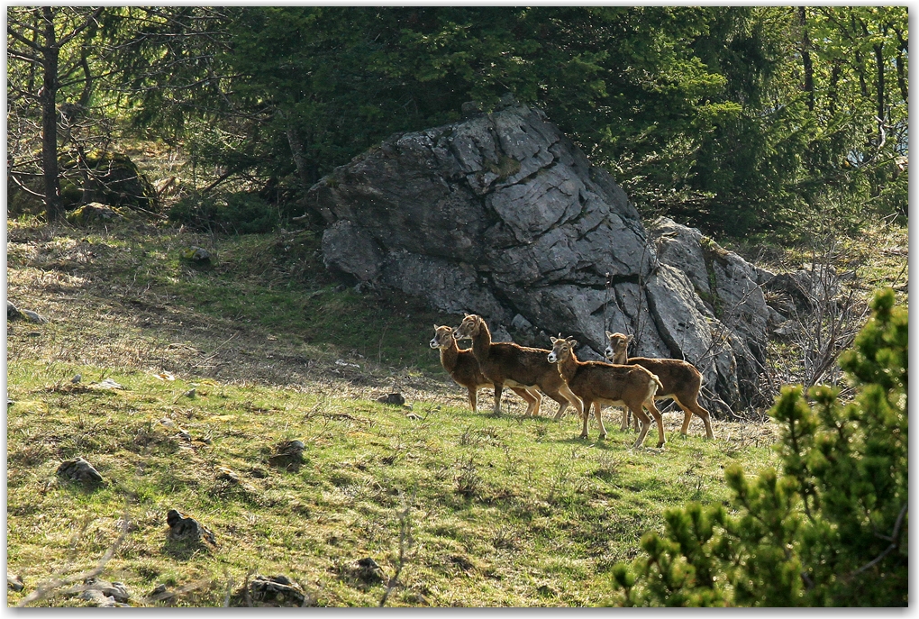 nuage et faune du vercors...