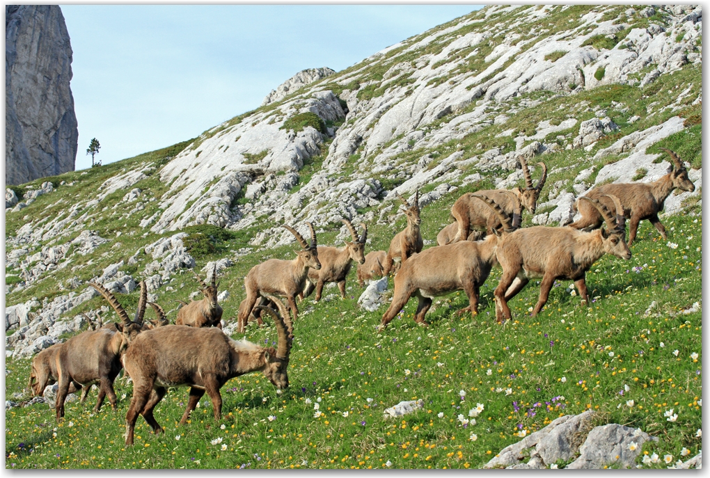 le Vercors et ses rencontres