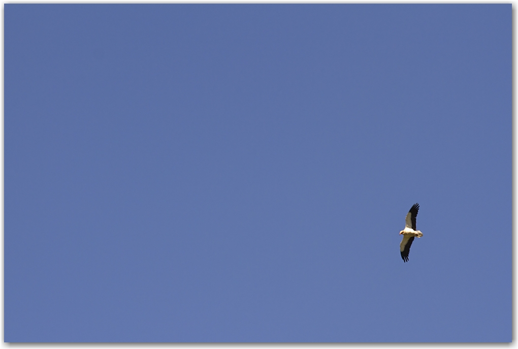les rapaces des Pyrénées