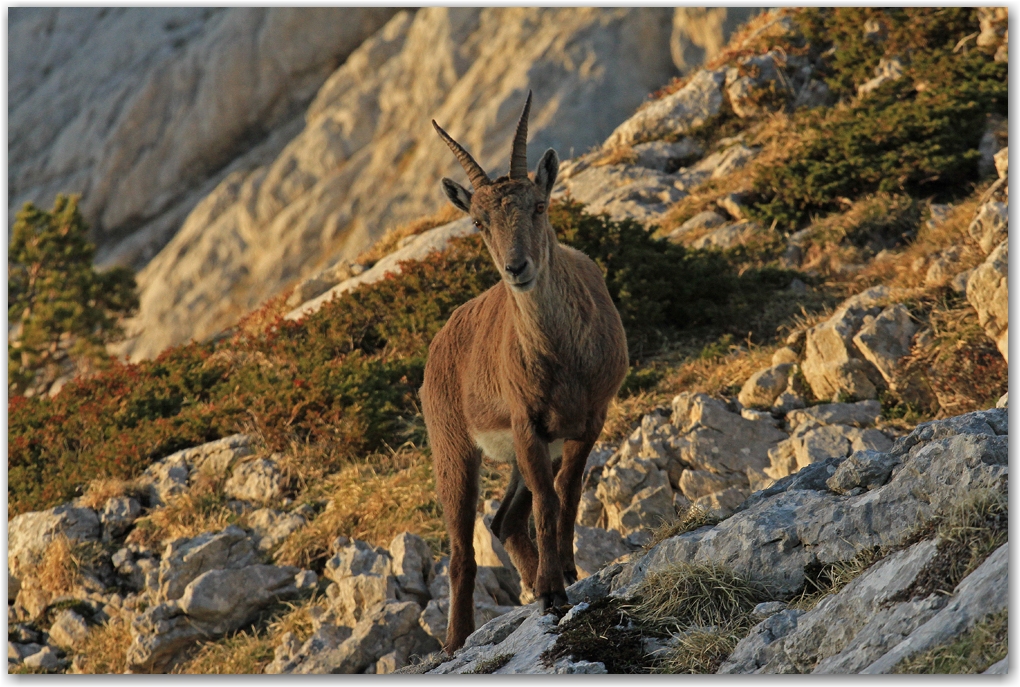 faune du Vercors