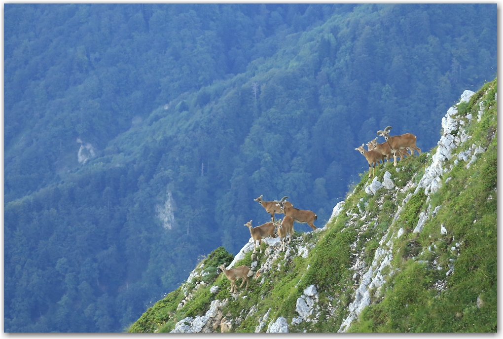 mouflons au balcon