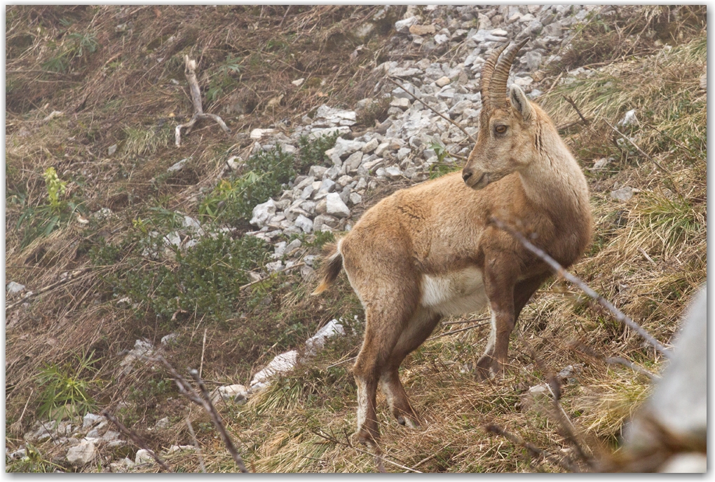 la faune du Vercors