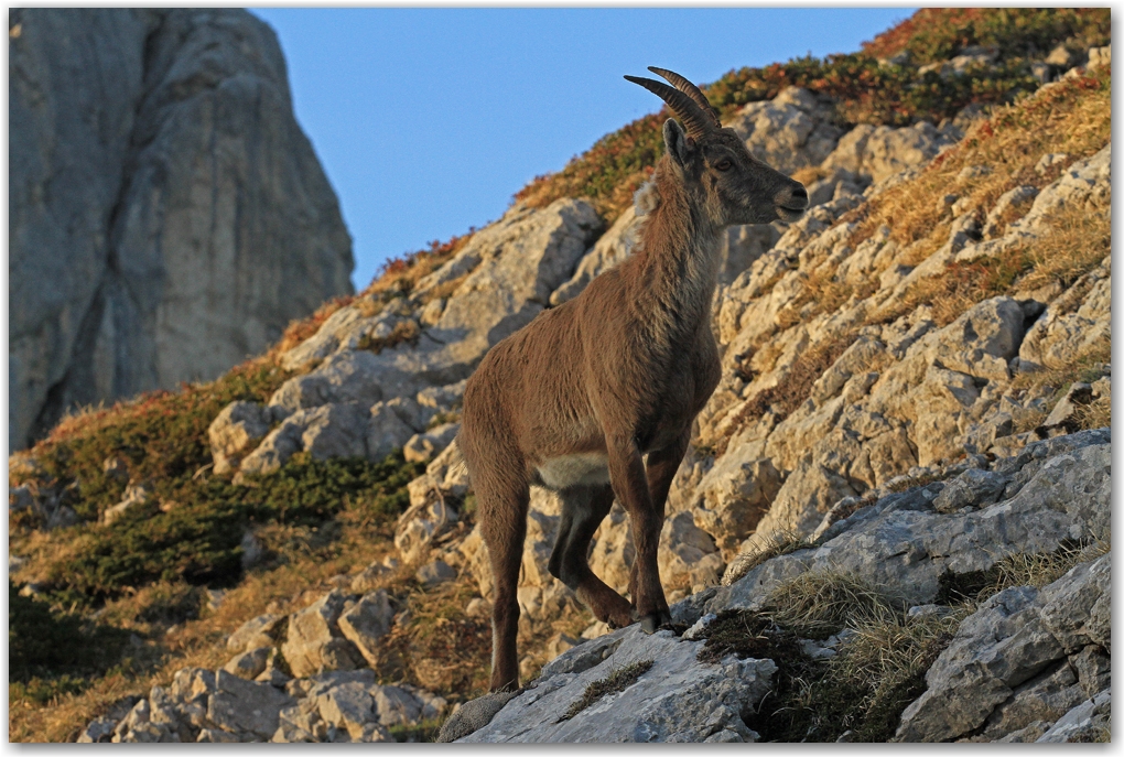 faune du Vercors