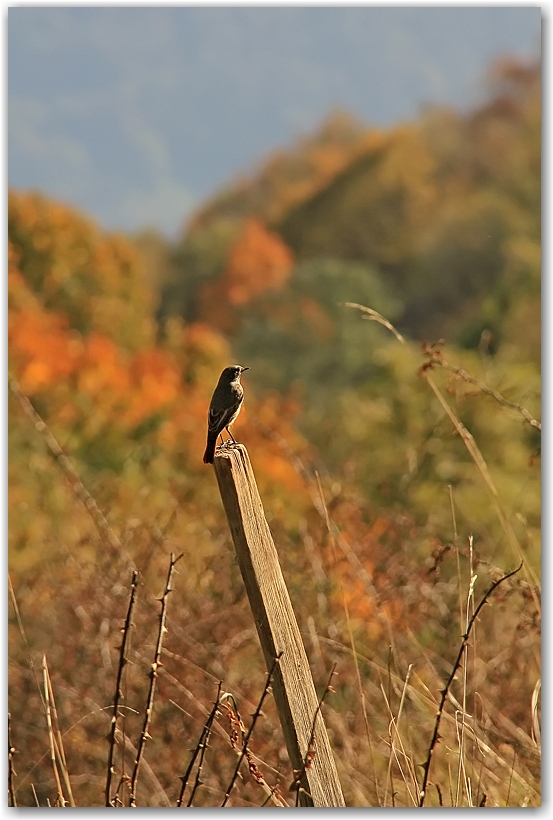 un midi d'automne en Chartreuse