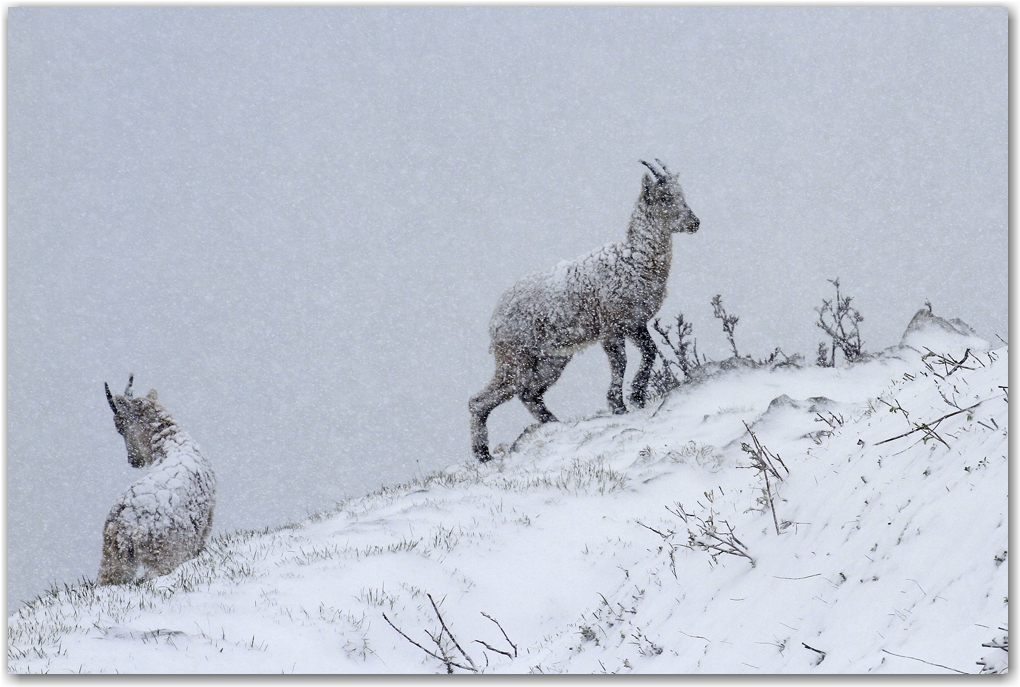 le retour de l'hiver