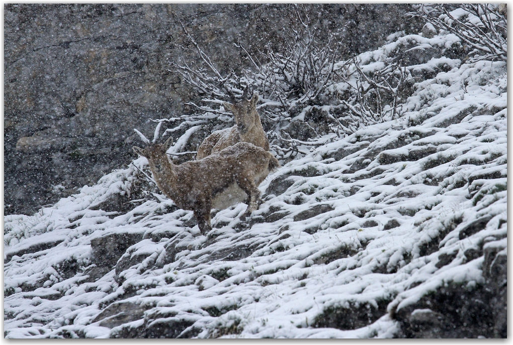 le retour de l'hiver