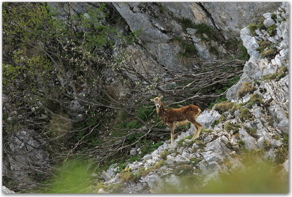 faune du Vercors