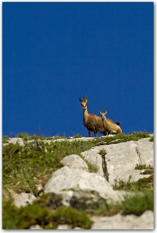 Crêtes du Vercors