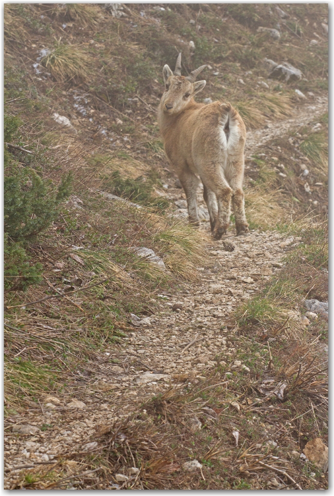 la faune du Vercors