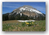 jonquilles devant Chamechaude