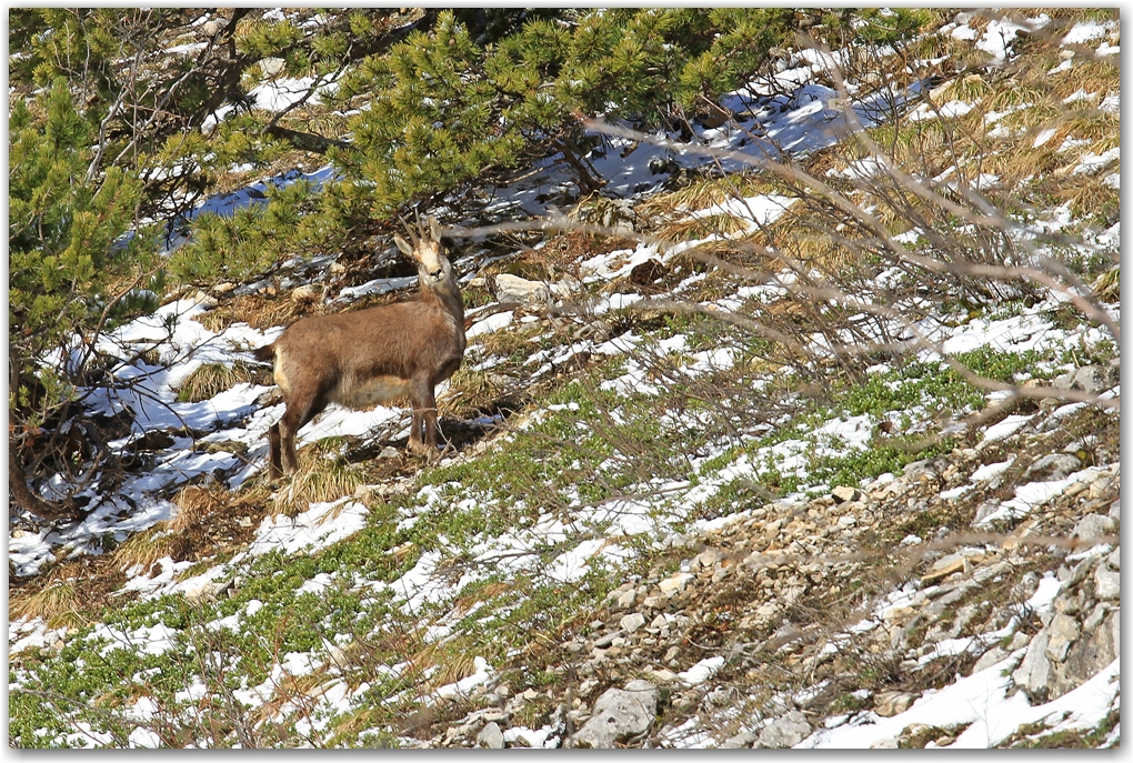 neige de printemps dans le Vercors