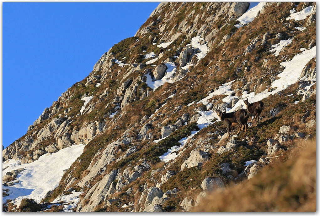 biodiversité dans le Vercors