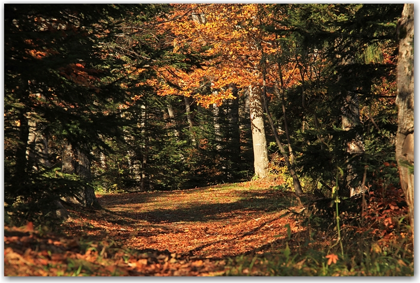 un midi d'automne en Chartreuse