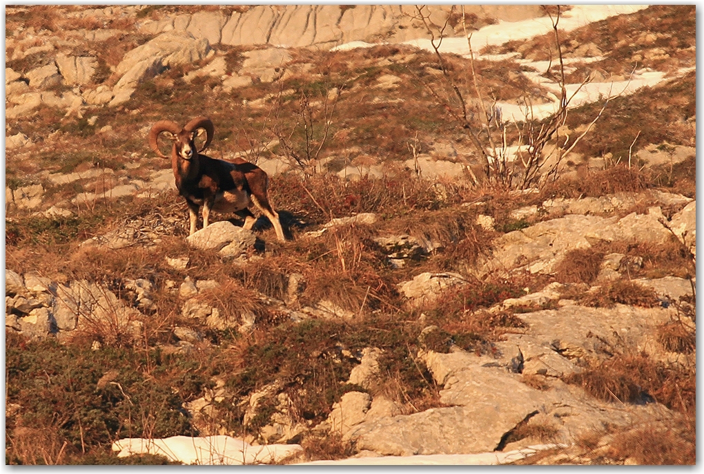 biodiversité dans le Vercors