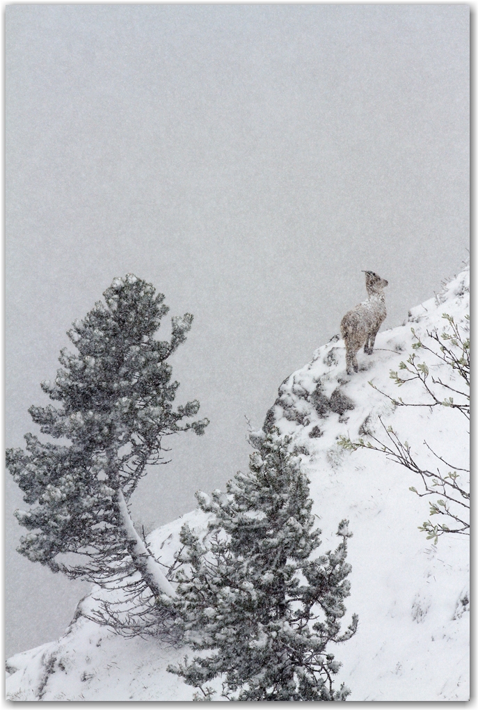 le retour de l'hiver