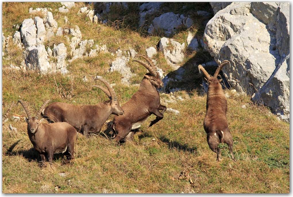 entrainement chez les Bouquetins