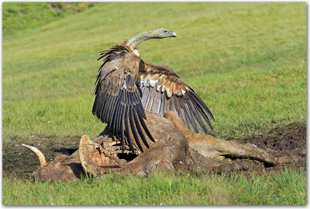 les rapaces des Pyrénées