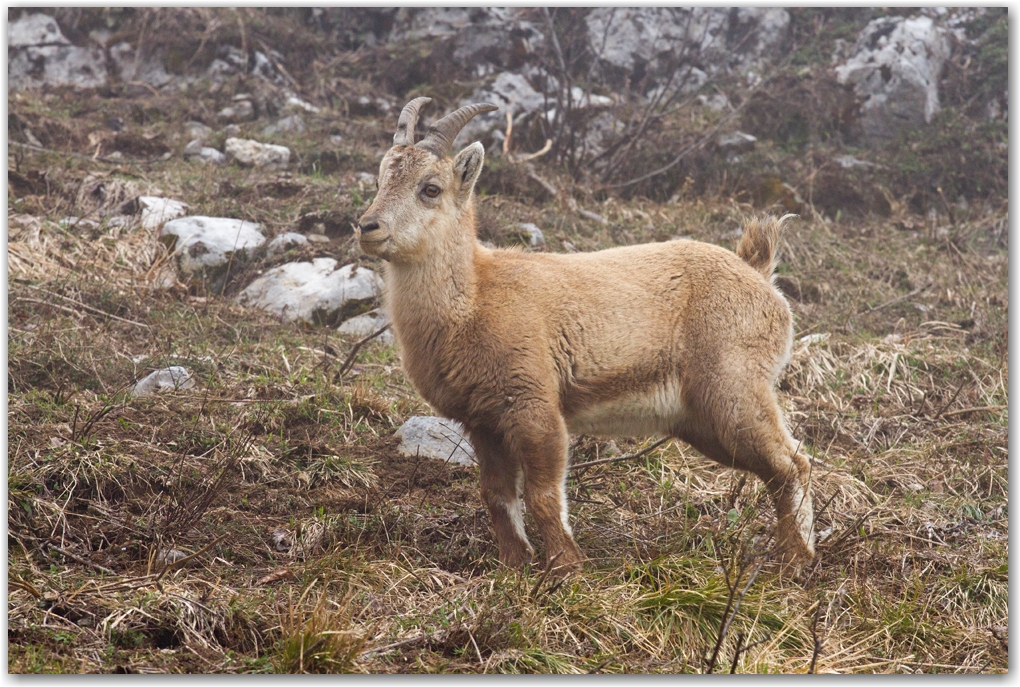 la faune du Vercors