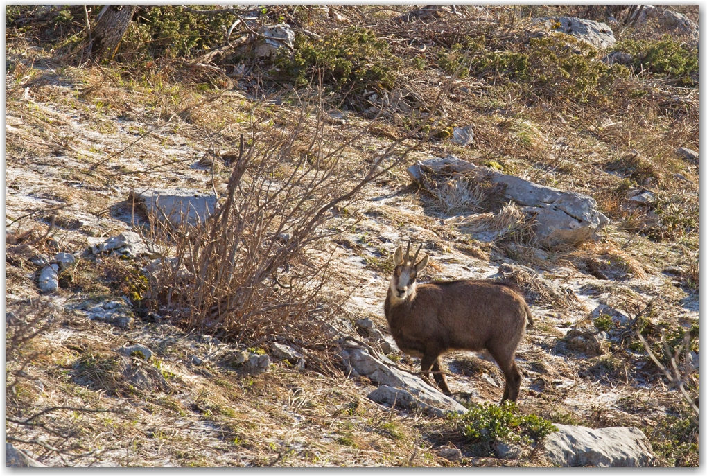 la faune du Vercors