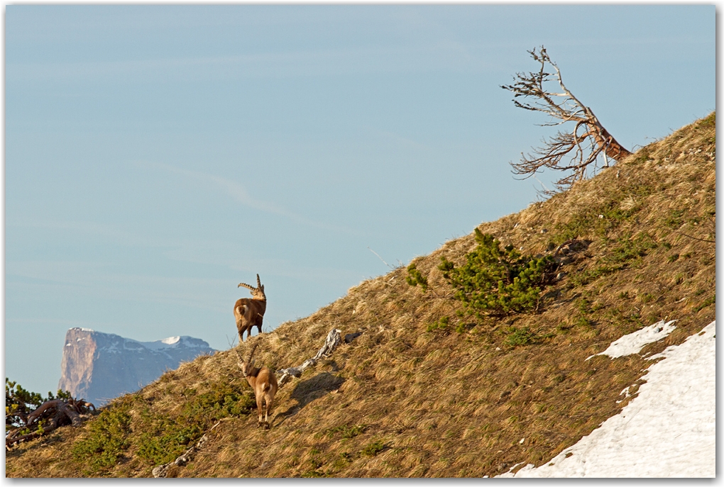 rencontre dans le Vercors